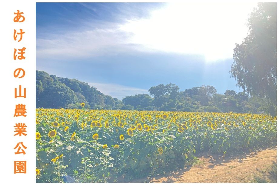 ひまわり　柏市　あけぼの山農業公園