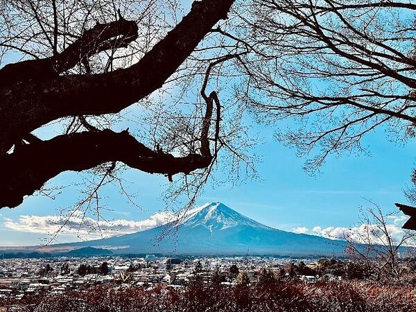 富士山を新倉山浅間公園から撮影した1枚